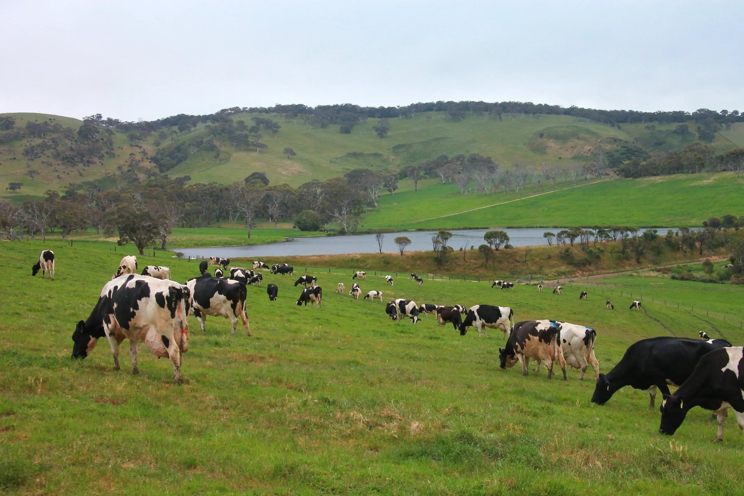 Dairy cows grazing beside the dam and green hills at Rockwella Dairy